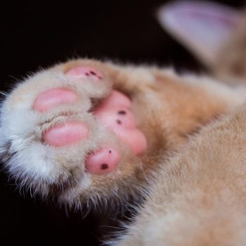 Beratung für Katzenbesitzer Beratung für Katzenbesitzer