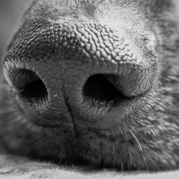 Beratung für Hundebesitzer Beratung für Hundebesitzer