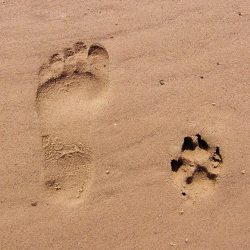 Supervision für Fachkräfte in Tierberufen Supervision für Fachkräfte in Tierberufen